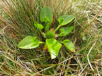 arrowleaved-marigold6